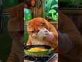 Fat Orange Cat Cooking Episode 4