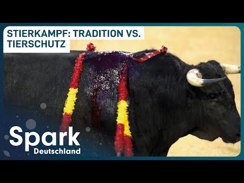 Bullfighting: Tradition or cruel killing? | Bullfighters vs. animal rights activists