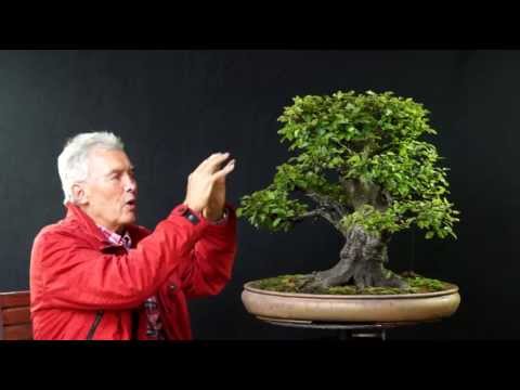 INTERNATIONAL BONSAI ACADEMY with Walter Pall 2013 - Case Study 1/"Killer nebari"