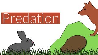 Predation- Brief Summary-Leaving Cert Biology