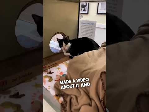 They adopted this cat after hearing his story ❤️