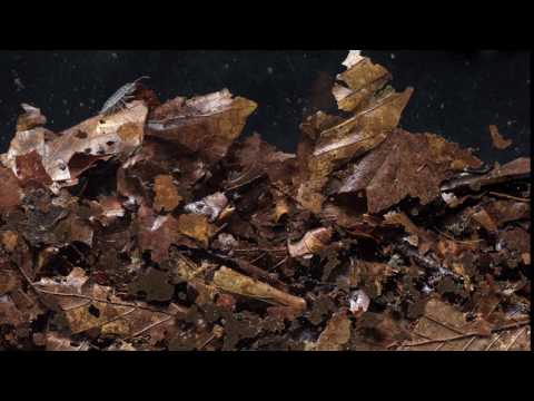 Soil Fauna Bioturbation