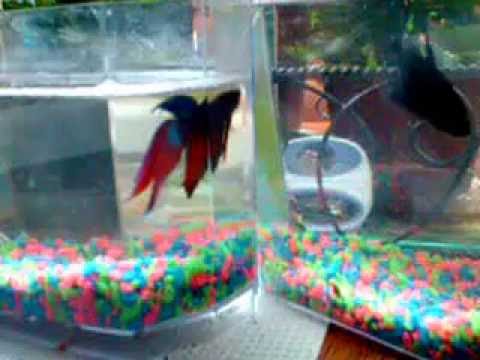 GIANT Girl Betta Fish and her little guy