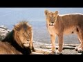 John Barry: "Born Free" Theme (Royal Philharmonic Orchestra)