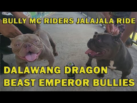 BULLY MC RIDERS GOES TO BEAST EMPEROR KENNEL JALAJALA LOOP MICRO EXOTIC BULLYS | DON RAIDER VLOG 303
