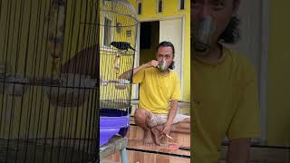 Download lagu Relaxing While Listening to the Cucak Keling Bird Singing Teler #bird #kicaumania #qinarabanyuwangi mp3