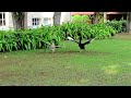 Black Swan Chasing Brown Goose