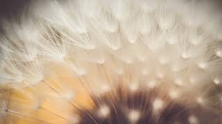 Release Guilt, Embrace Compassion, & Forgive Yourself