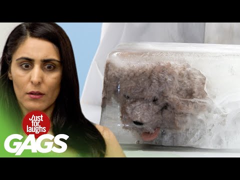 Just For Laughs: This Animal Daycare CANNOT Be Trusted