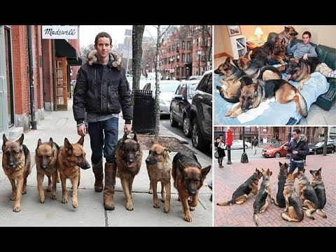 Meet the dog whisperer UNLEASHED harem of German Shepherds wherever he goes even to bed