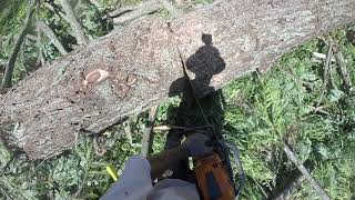 Follow Up - &quot;Redwood Clump Pull Tree&quot; Result