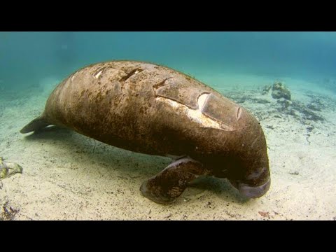 Rescuers Trying To Save A Pit Bull Notice This Huge Creature In The Water Behind Him Video