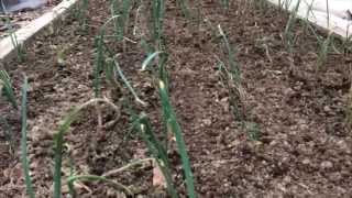 ONION GROWING - PLANTING SLIPS and SIDE DRESSING  (OAG 2015)