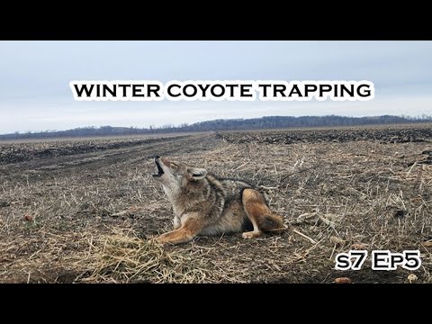 Winter Coyote Trapping in Missouri | TRAPPING VLOG | S7 Ep5