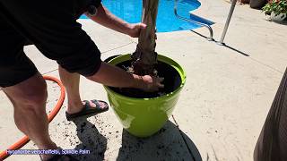 Spindle Palm Care and Potting
