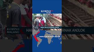 Download lagu Egg Prices Plummet, Farmers in Malang Concerned mp3