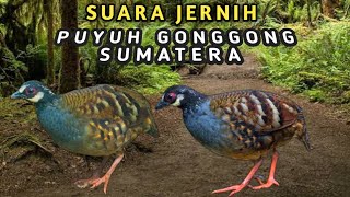 Download lagu Suara Pikat  Puyuh Gonggong Sumatera Jernih - Roll's Partridge/Sumatran Partridge mp3