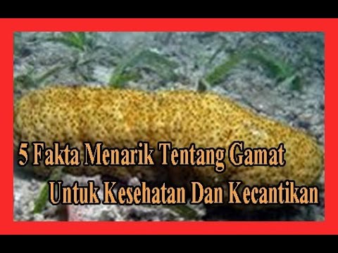 Thailand untuk potensi Makanan untuk meningkatkan potensi