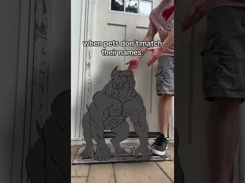 when dogs are named wrong (NOT MINE) #whatdoiputhere #funny #memes #daisy