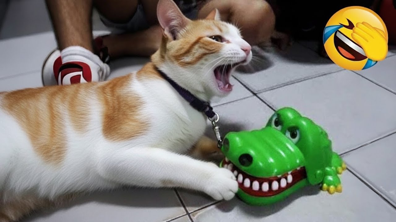 このかわいくておかしいペットたちに思いっきり笑おう！😅