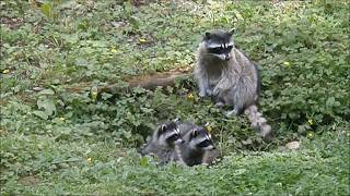 Video: Baby Raccoons, Tolkien and Curiosity