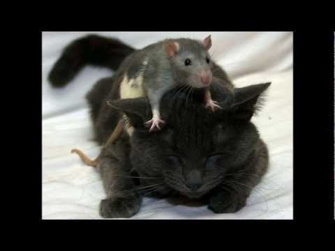 17  LISTOPADA -DZIEŃ CZARNEGO KOTA  - ALIBABKI  i TAJFUNY