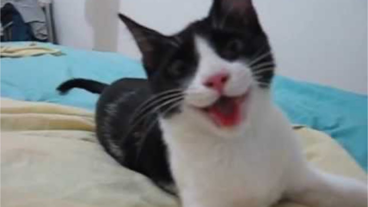 犬系猫【ぬこたいむず】