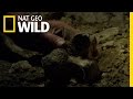 New Zealand S Giant Bird Monsters Wild New Zealand