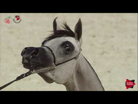 N 5 TOFLAH AL ZOBAIR   UAE Nationals 2019