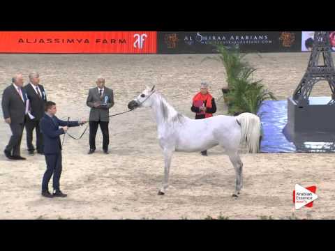 N.69 WILDA - Paris 2015 - 4+ year old mares (Class CM3 B)