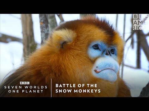 雪猴之戰｜七大世界一個星球｜每週六晚9點｜BBC美國頻道。 (Battle of the Snow Monkeys | Seven Worlds One Planet | Saturdays at 9pm | BBC America)