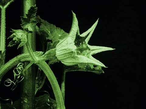 Das Blumenwunder (1926) - Eng Sub