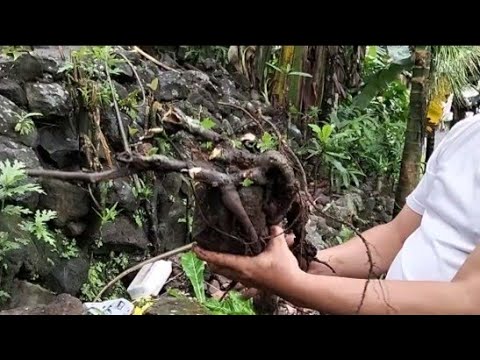 Bonsai Hunting Part 1 #wellbonsaicollection