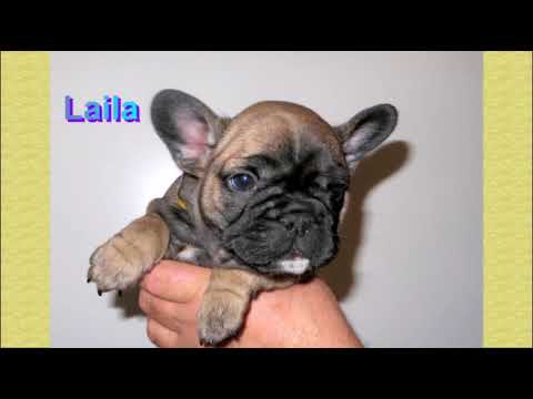 L- pennut, ikä 6 vk