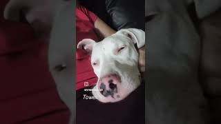 Video preview image #1 Catahoula Leopard Dog-Unknown Mix Puppy For Sale in Sanford, FL, USA