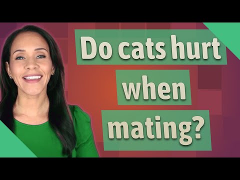 Do cats hurt when mating?