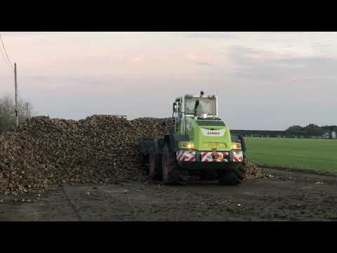 Claas shovel loading Sugar Beet. Norfolk Straw Products Transport