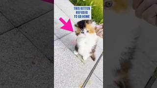 This Kitten Refused to Go Home 😼🏡#shorts