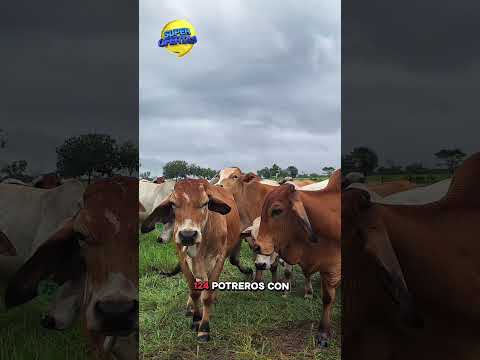 hermosa finca ganadera de en san martín meta 137 has, #fincaganadera #sanmartínMeta #fincallanos