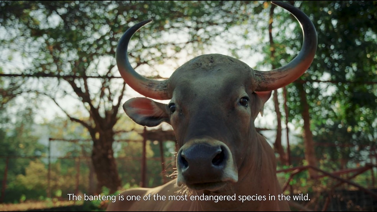 [Trailer] ภารกิจปล่อยวัวแดงคืนสู่ธรรมชาติ - Returning Banteng to the Wild