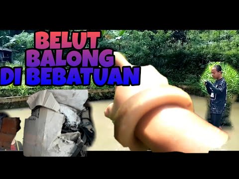 belut-empang-besar-di-bebatuan-di-teriknya-matahari