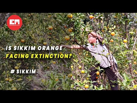 Sikkim's fallen oranges: How the 'kanchi keera' is infesting plantations