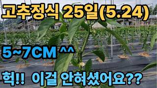 고추재배 정식 <b class="sch_word">2</b>5일  헉 이걸 안하셨어요??