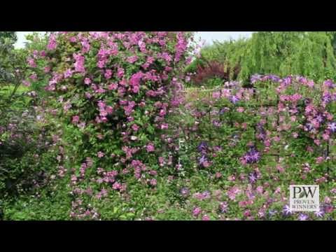 download lagu mp3 mp4 Most Popular Clematis, download lagu Most Popular Clematis gratis, unduh video klip Most Popular Clematis