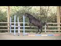 Magnifique hongre 5 ans