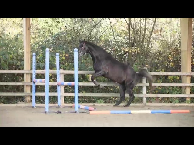 Magnifique hongre 5 ans 