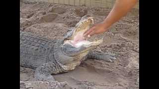 preview picture of video 'Gator Wrestling in the Everglades'