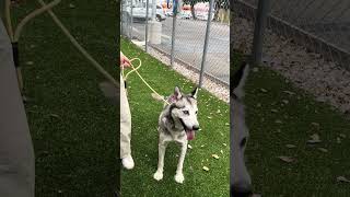 Video preview image #1 Siberian Husky Puppy For Sale in Pasadena, CA, USA