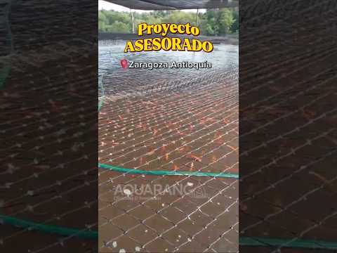 📍Proyecto Asesorado en Zaragoza Antioquía👨‍🔧