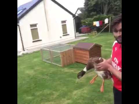 download lagu mp3 mp4 Shit Duck, download lagu Shit Duck gratis, unduh video klip Shit Duck